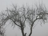 Advent 2009_31